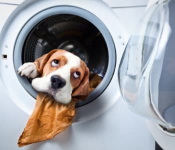 洗濯機の中にいる犬