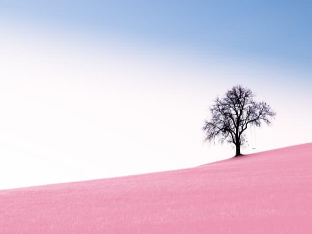 ピンク色の地面、一本の木、青い空